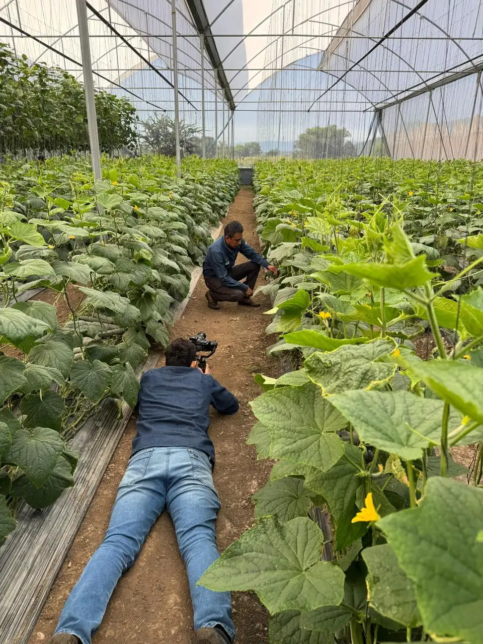 Evaluación técnica y documentación de cultivo dentro de invernadero por parte de Grupo TECO.