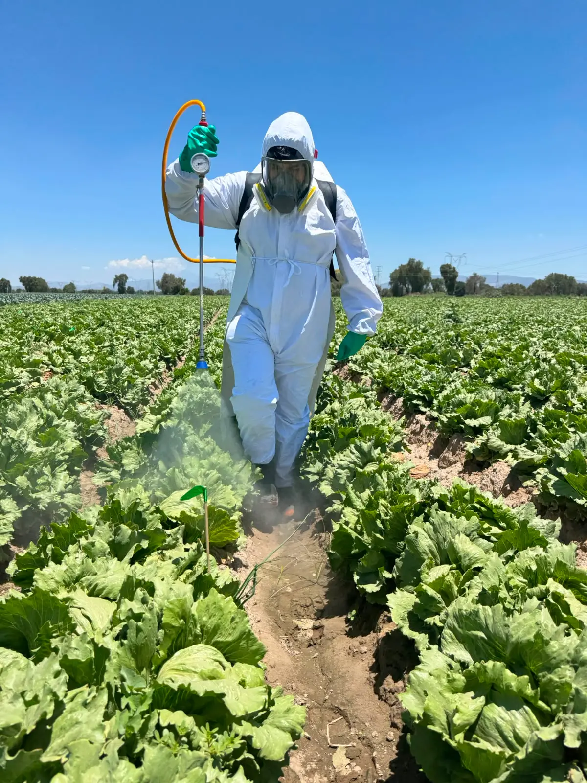 Técnico realizando una aplicación durante un estudio de investigación agrícola de Grupo TECO.