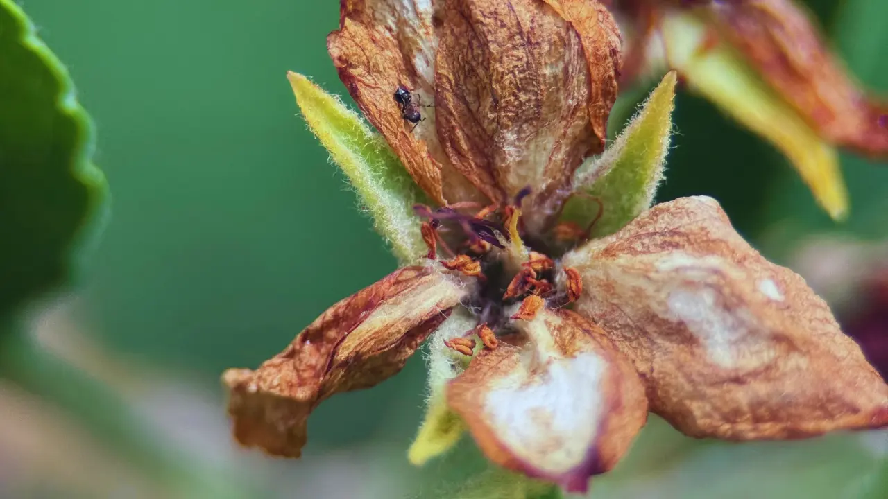 Detalle macro de Botrytis cinerea en tejido vegetal