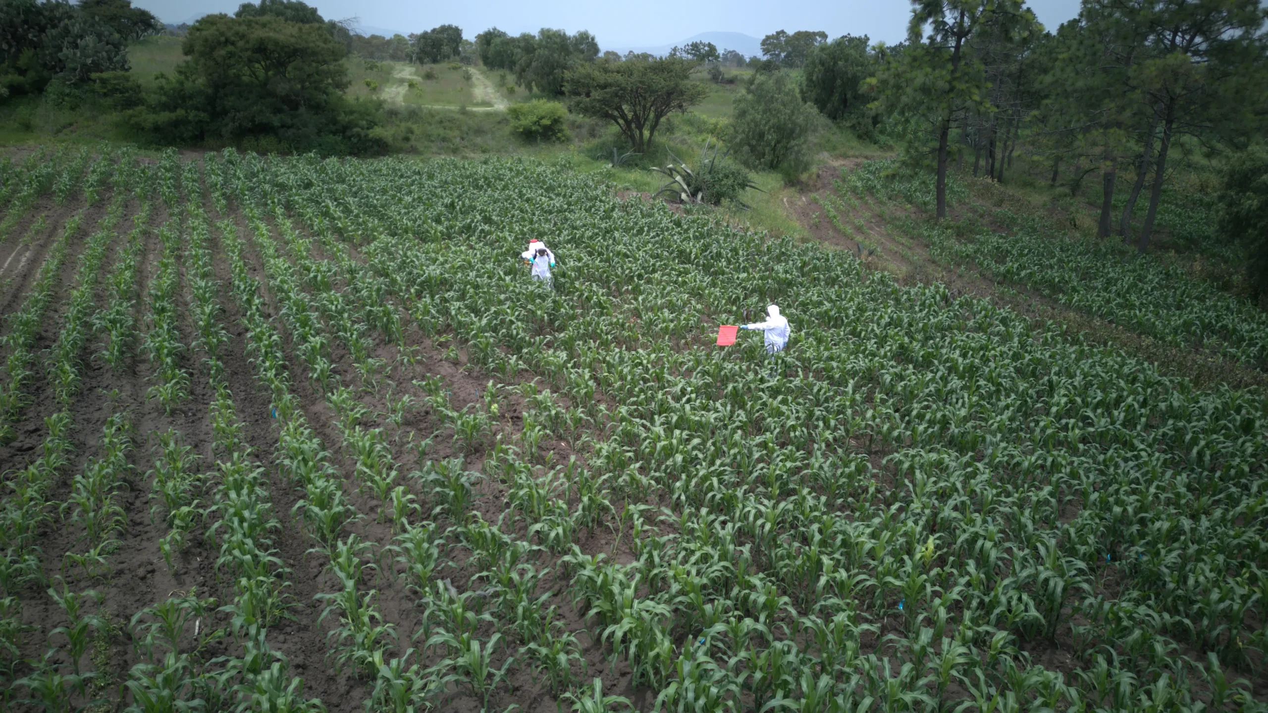 Vista aérea de personal técnico con equipo de protección realizando actividades en un cultivo