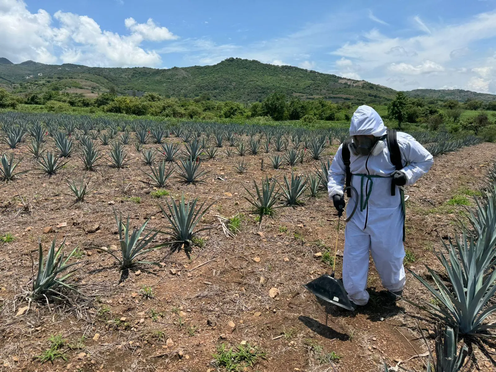 Técnico con equipo de protección aplicando tratamiento en un cultivo durante un estudio de campo