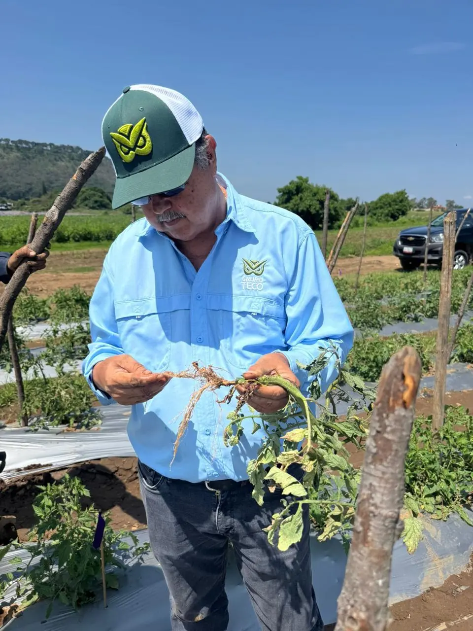 Personal técnico evaluando plantas y raíces durante una inspección en campo