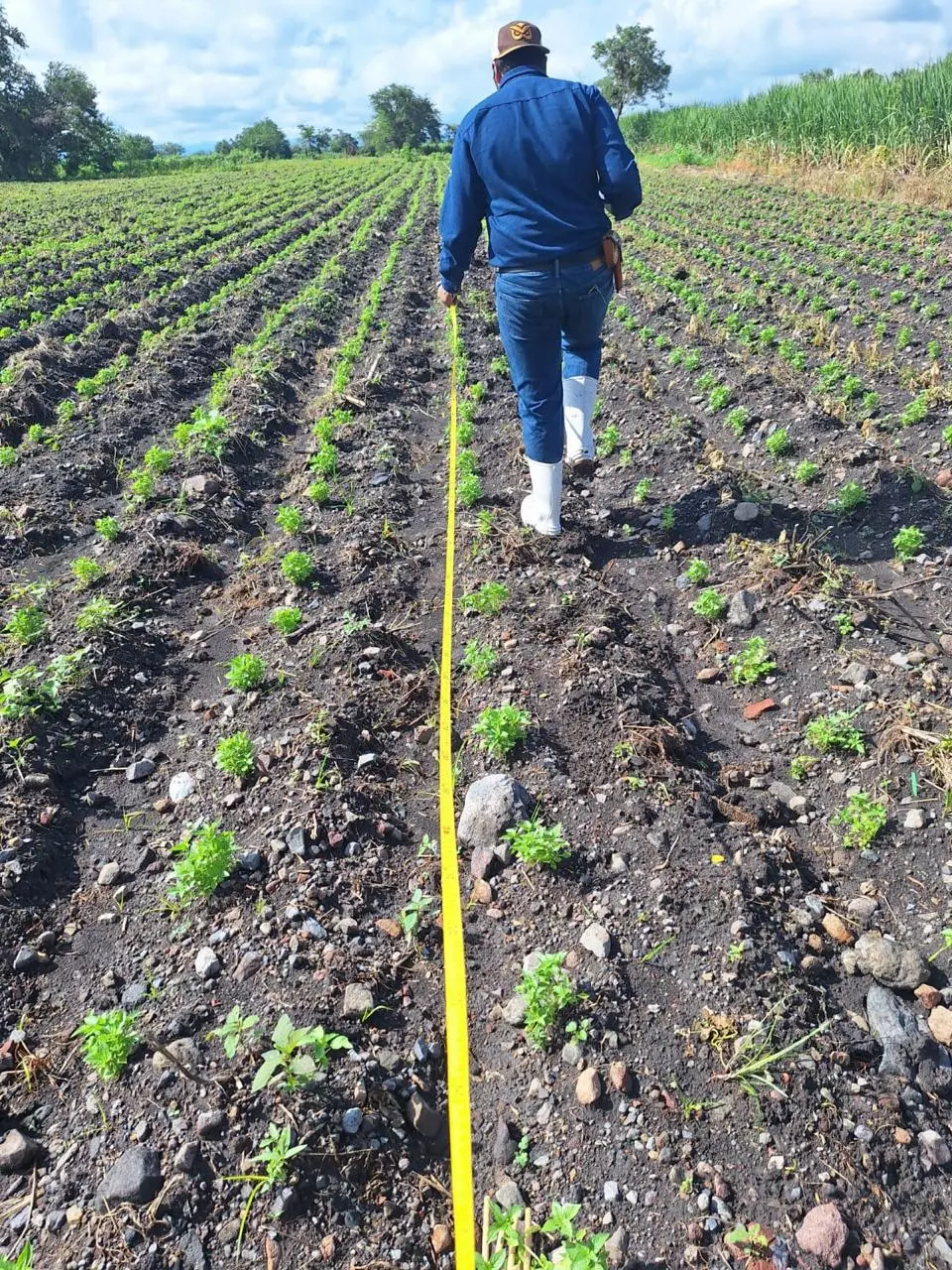 Técnico realizando medición de parcela durante un ensayo agrícola en campo