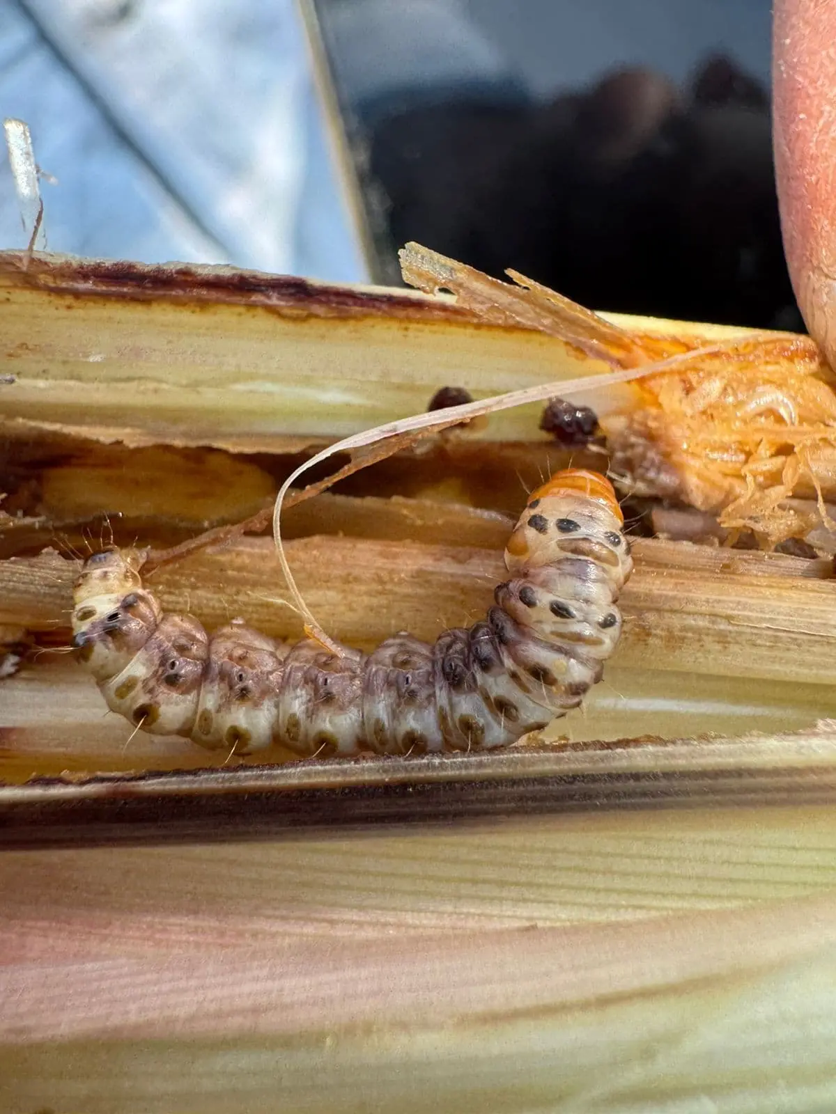 Larva observada dentro de tejido vegetal durante una evaluación de campo