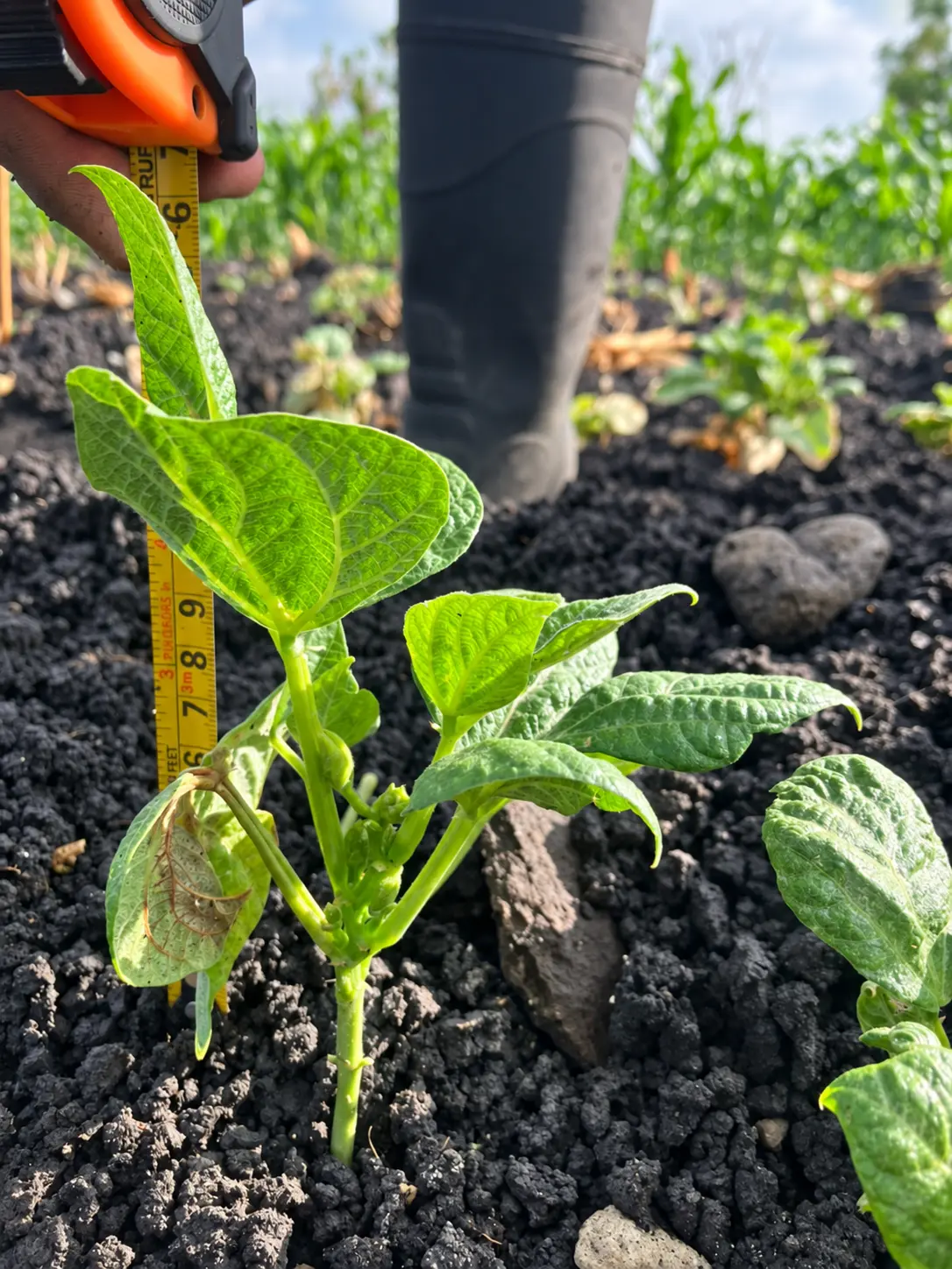 Planta joven siendo medida en campo durante una evaluación agronómica