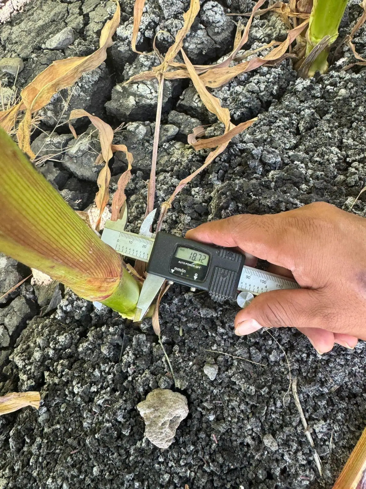 Medición del diámetro de un tallo con calibrador digital durante una evaluación agronómica