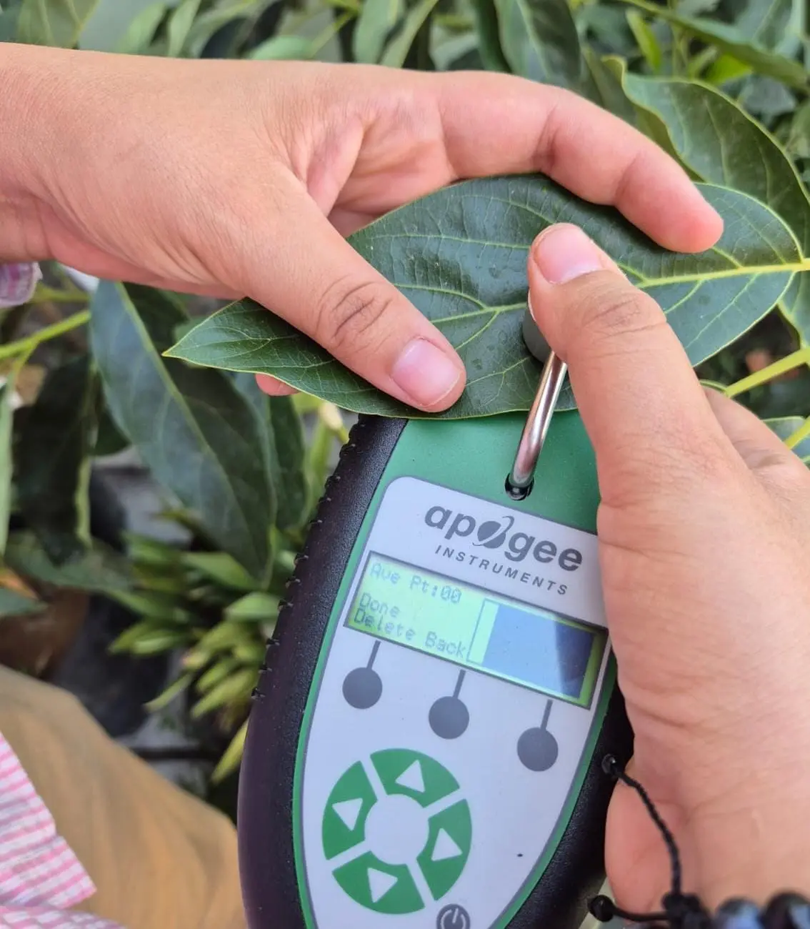 Medición de clorofila en una hoja mediante equipo portátil durante una evaluación agronómica