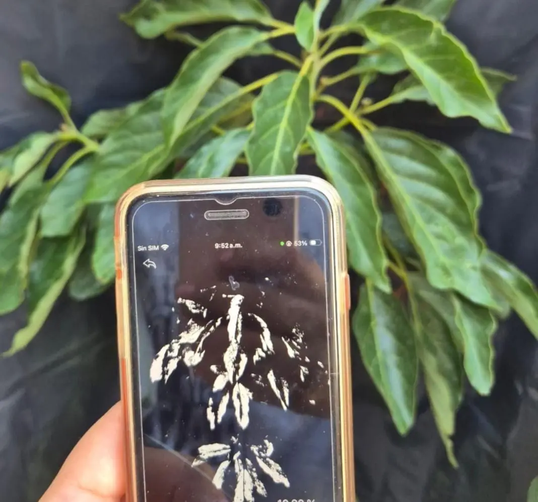 Uso de una aplicación móvil para analizar el porcentaje de cobertura vegetal de una planta