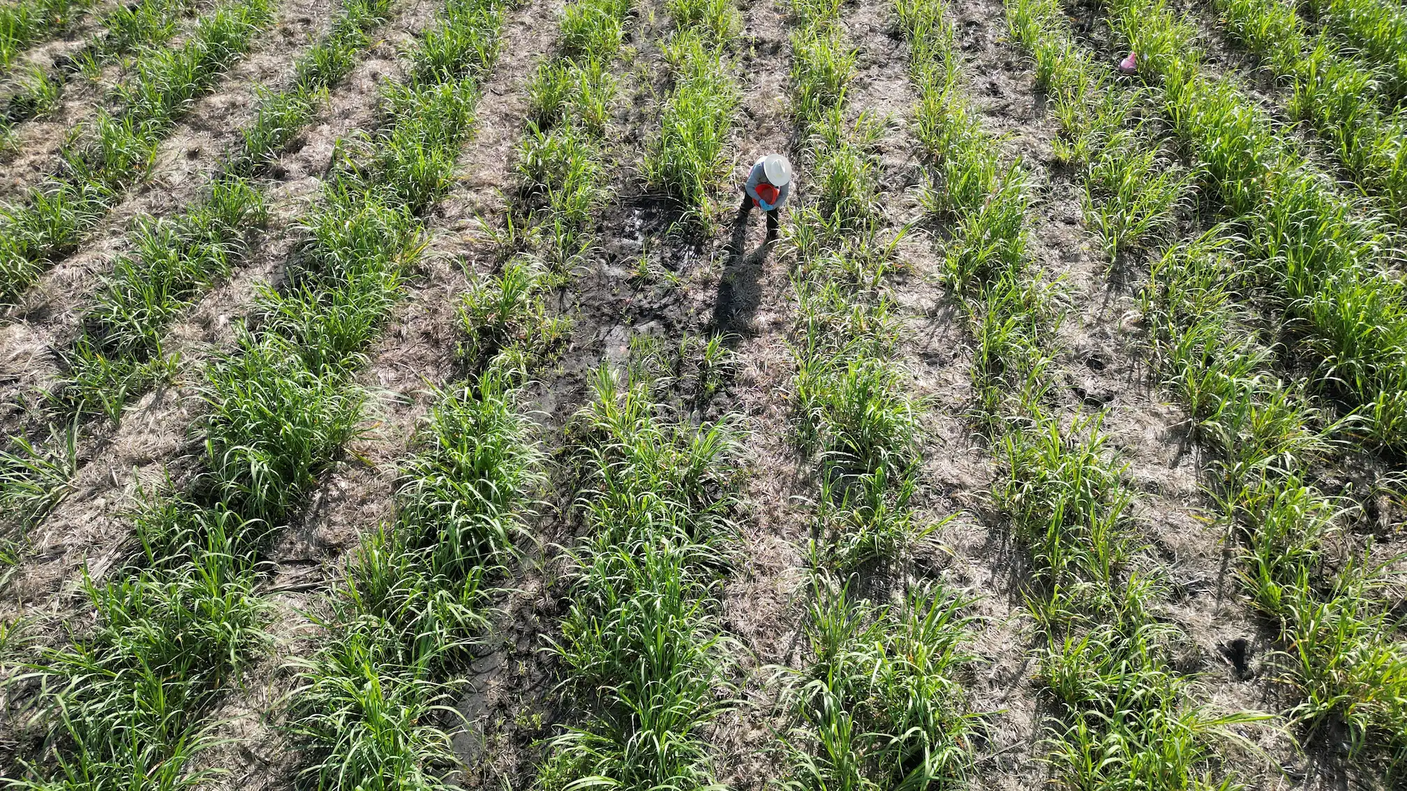 Vista aérea de una parcela agrícola durante actividades de evaluación en campo